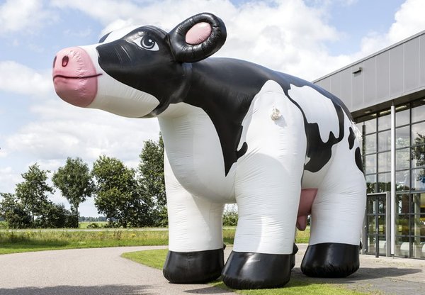vache géante gonflable pour évenementiel, animaux géants gonflables, accroche regards